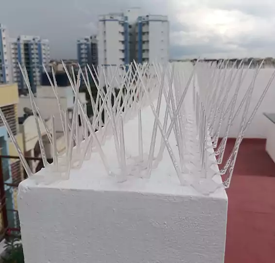  Bird Spikes