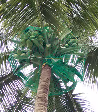 Coconut Tree Safety Nets